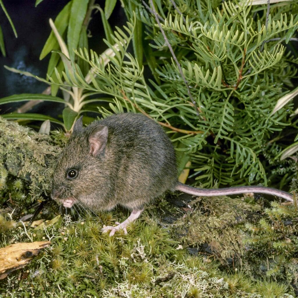New Holland Mouse