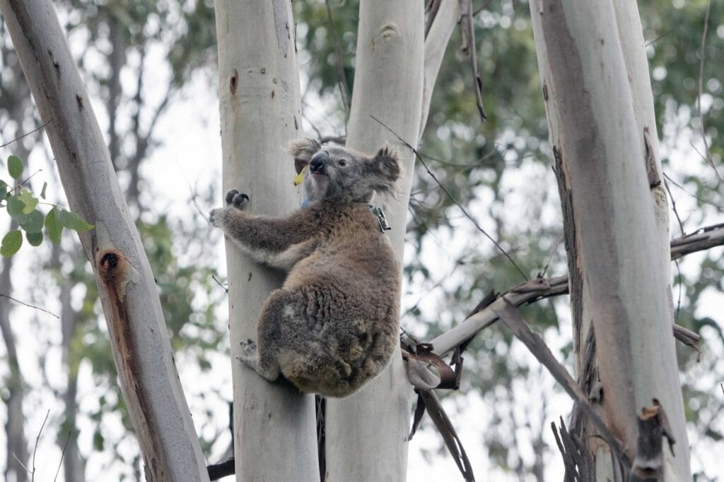 A Koala blinged up with its micro-transmitter