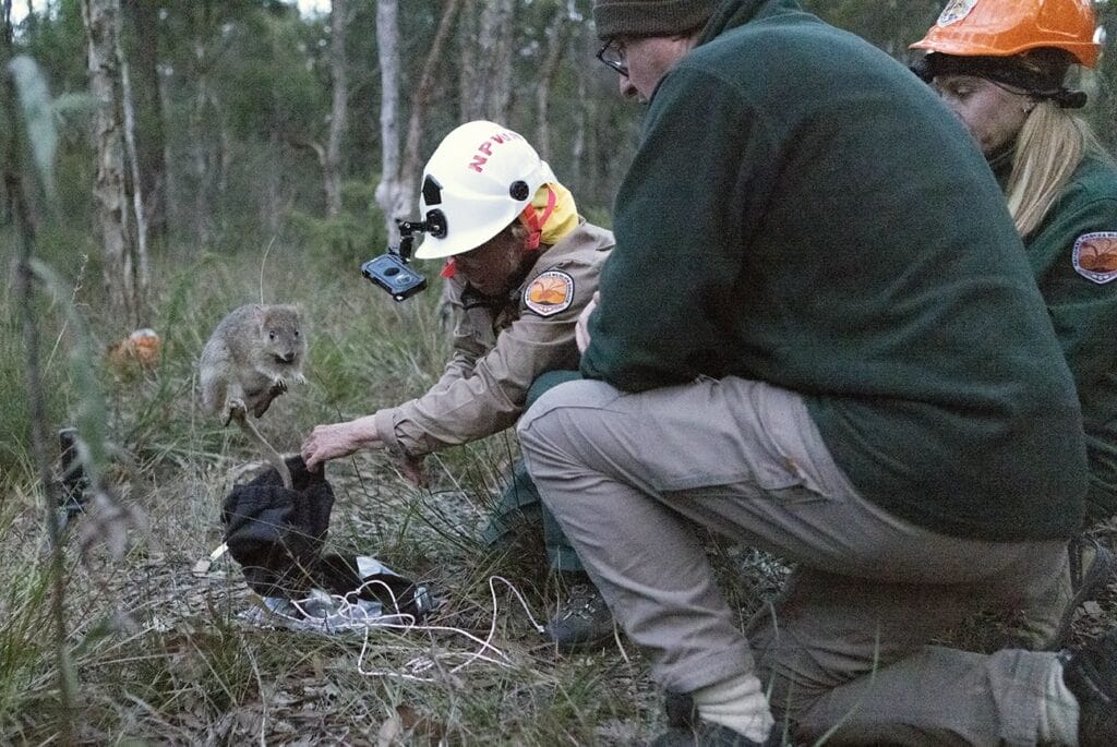 Eastern bettong has his first look at his new home in Yiraaldiya.