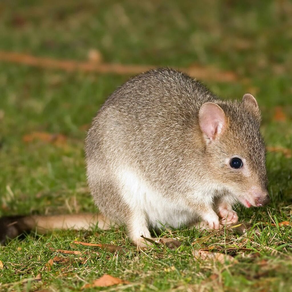 The Eastern Bettong
