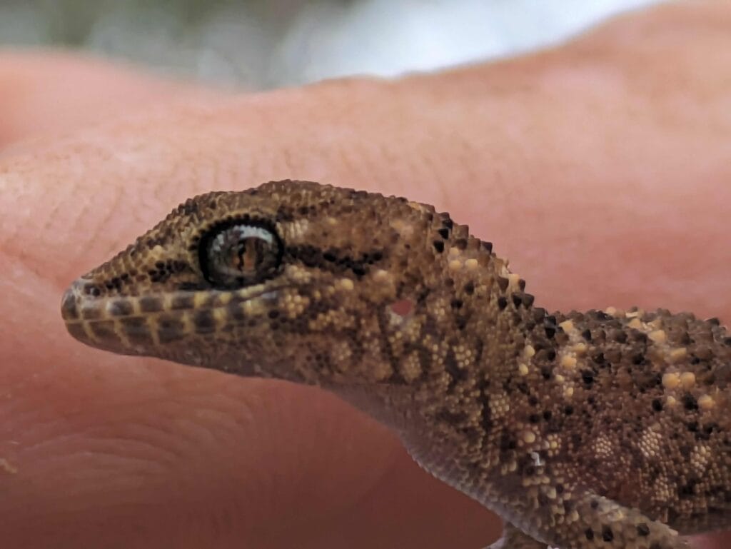 The wildlife is diverse at Cuttaburra National Park