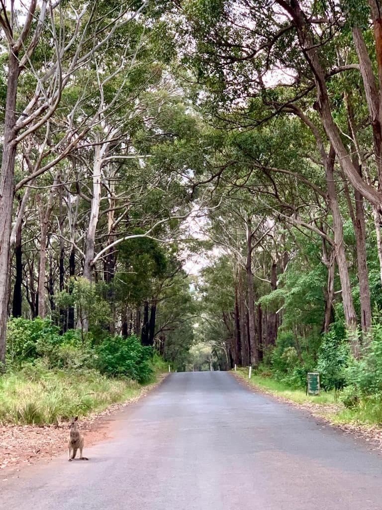 Manyana's remaining Forest is precious