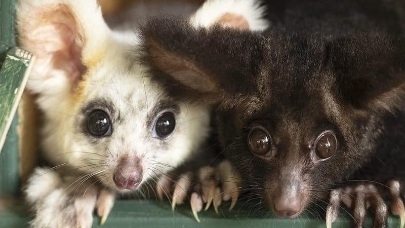 The greater glider is a threatened species that lives in the area.