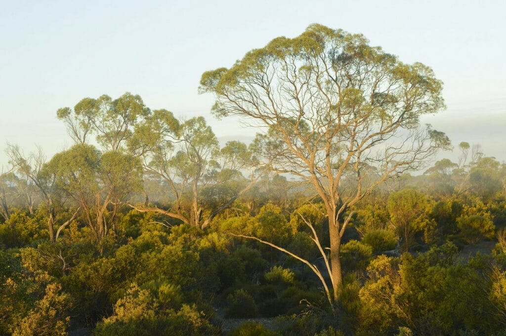 Yookamurra Wildlife Sanctuary Mallee woodland Wayne Lawler