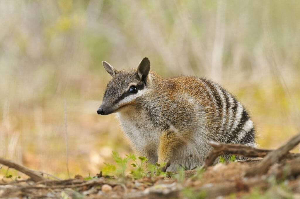 Endangered numbat or banded anteater Myrmecobius fasciatus in the mallee woodland of Yookamurra Wildlife Sanctuary, Murray Lands region of South Australia, site of endangered species recovery projects conducted by the Australian Wildlife Conservancy.