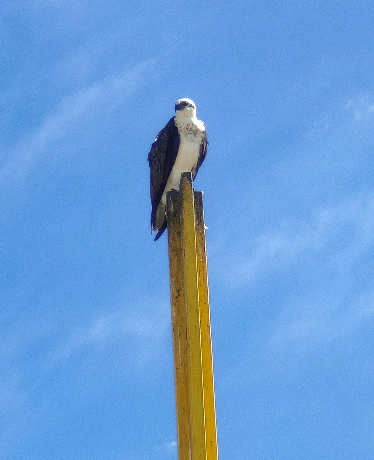 Four osprey on tower e1730763814284