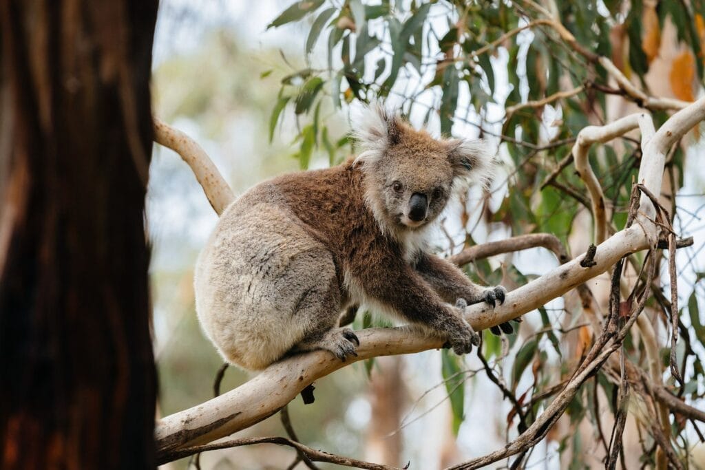 Koala Conservation Reserve