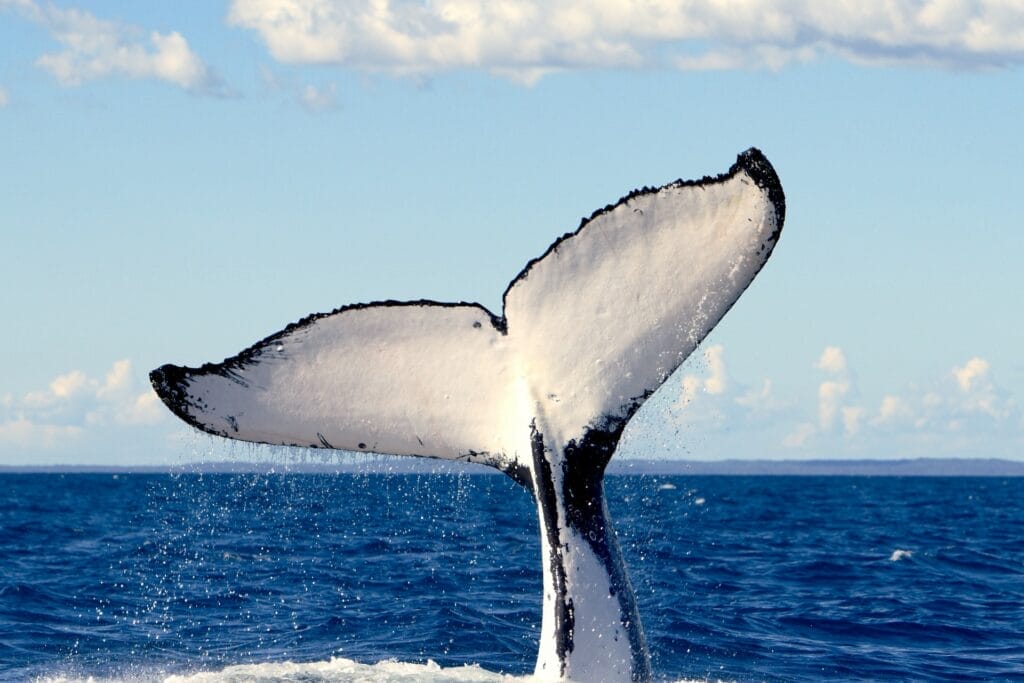Wildlife Coast Cruises, Phillip Island, Victoria