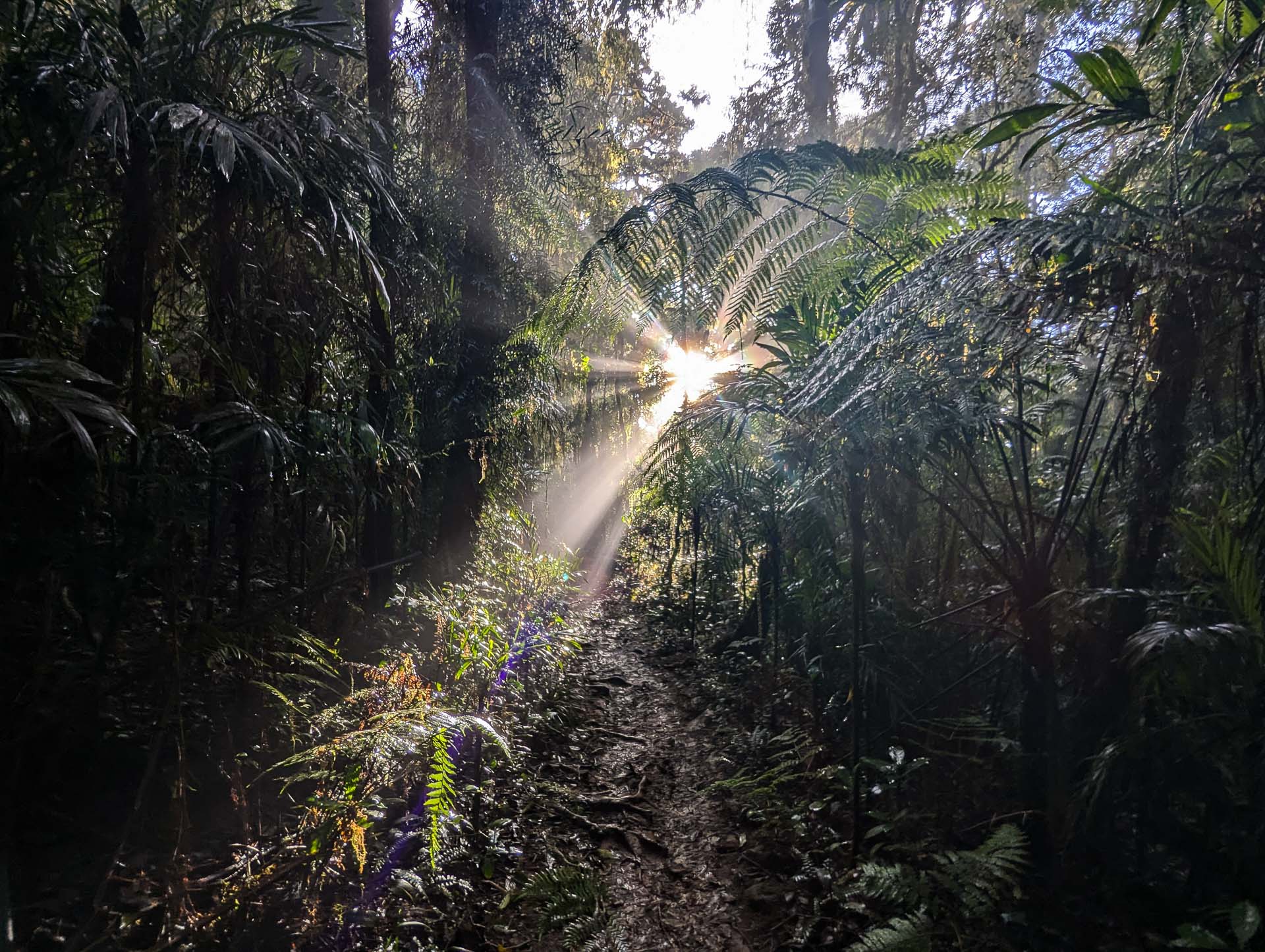 Wander Through Ancient Rainforests Along Lamington National Park's 21km Border Track, Photo by Bonnie Scott, QLD, South East QLD, forest