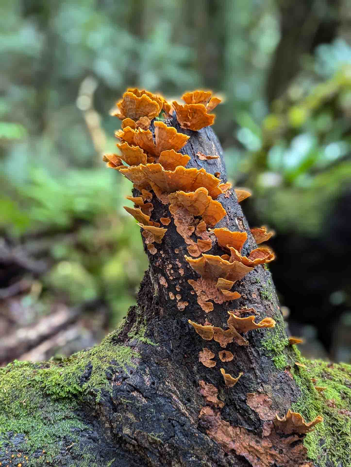 Wander Through Ancient Rainforests Along Lamington National Park's 21km Border Track, Photo by Bonnie Scott, QLD, South East QLD, fungi