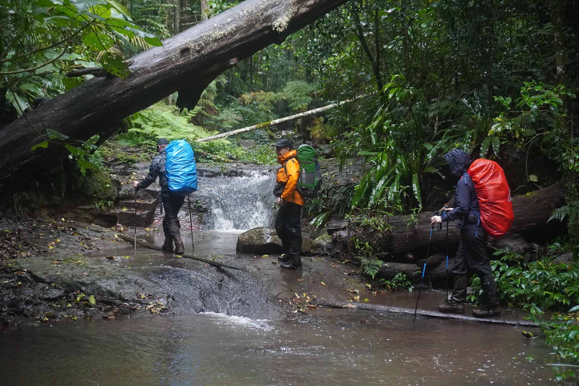 The Scenic Rim, Main Range National Park, Dan Slater, @thisisnotaholiday, Queensland, rainforest