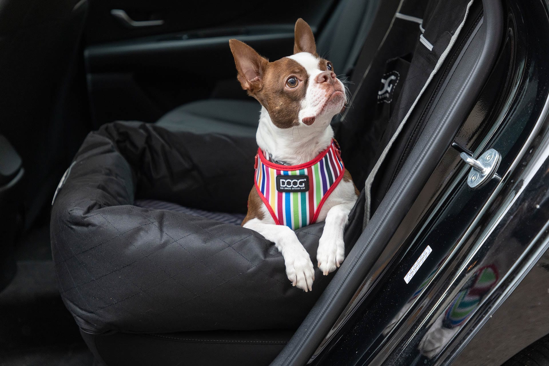 Ultimate Guide to Dog Christmas Gifts 2024, stock photo, DOOG dog bed