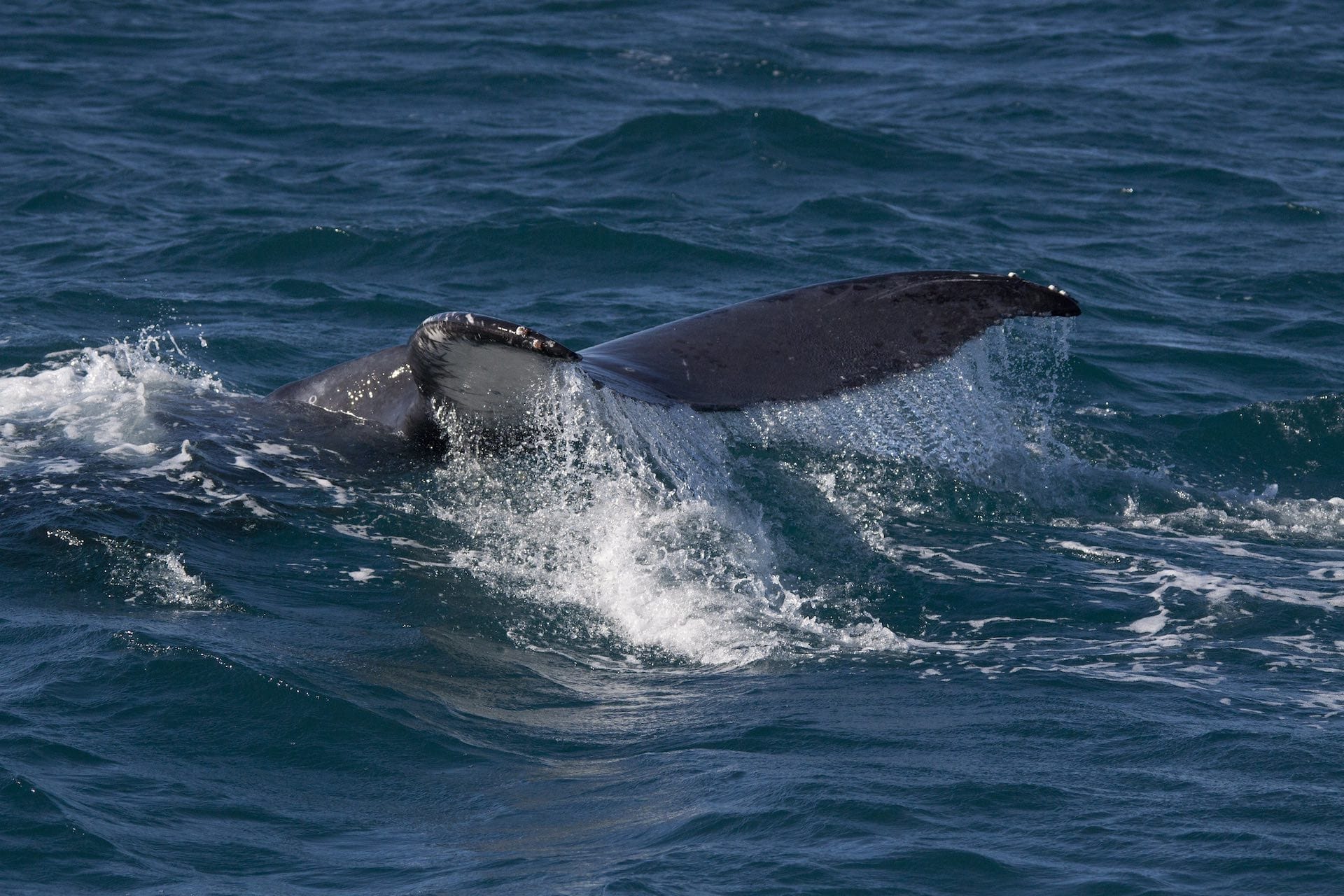 Remote Surf and Whale Watching at Red Bluff, Western Australia, shot by @jackoscage via Flickr, Kalbarri National Park