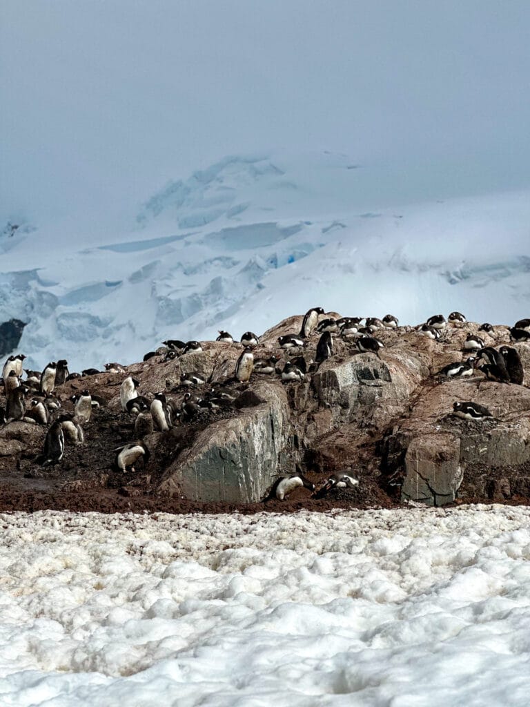 Penguin Colony at D Hainaut Island