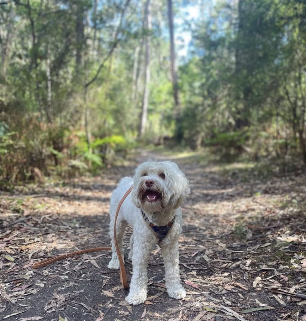 Lenny on the trail