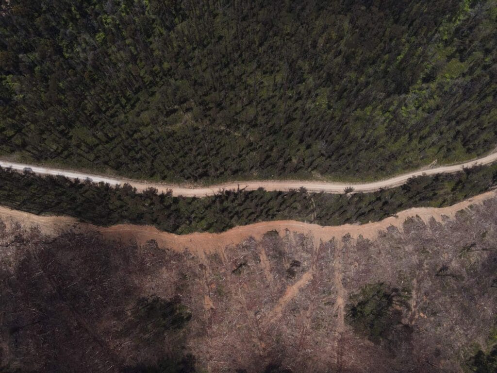 Logging coupes backing onto Errinundra National Park in East Gippsland, Victoria. Photo by Calumn Hockey