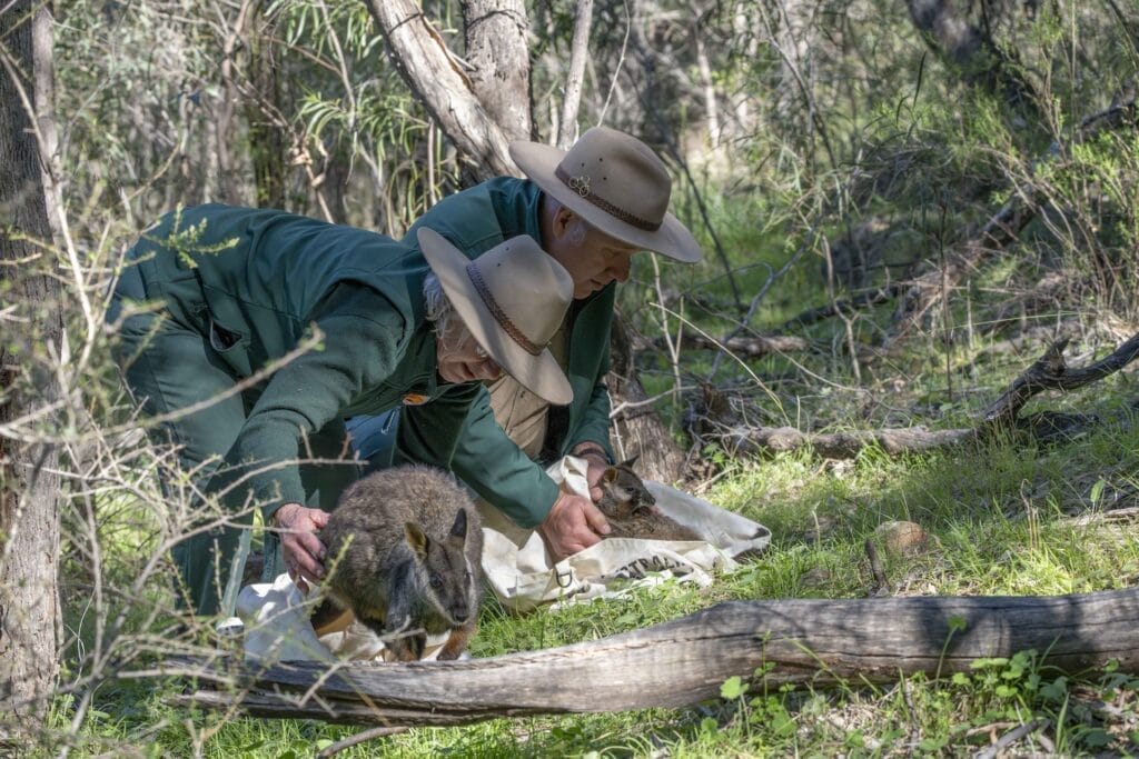 25 Brush tailed Rock Wallaby release in Warrumbungle NP feral cat and fox free area