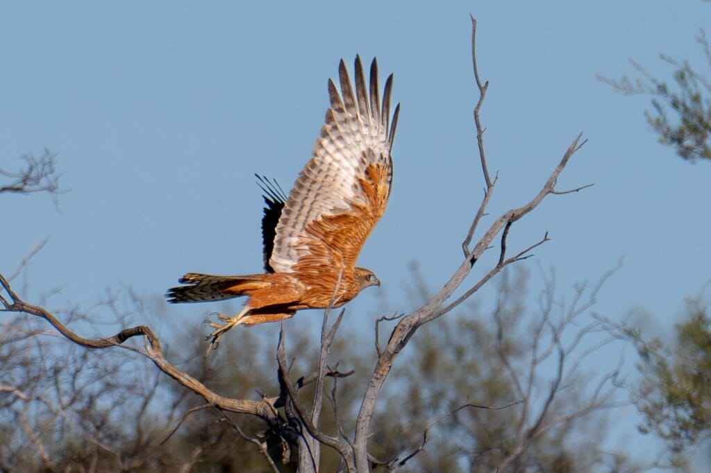 Red Goshawk takes flight from its perch at Newhaven Wildlife Sanctuary NT Tim Henderson AWC