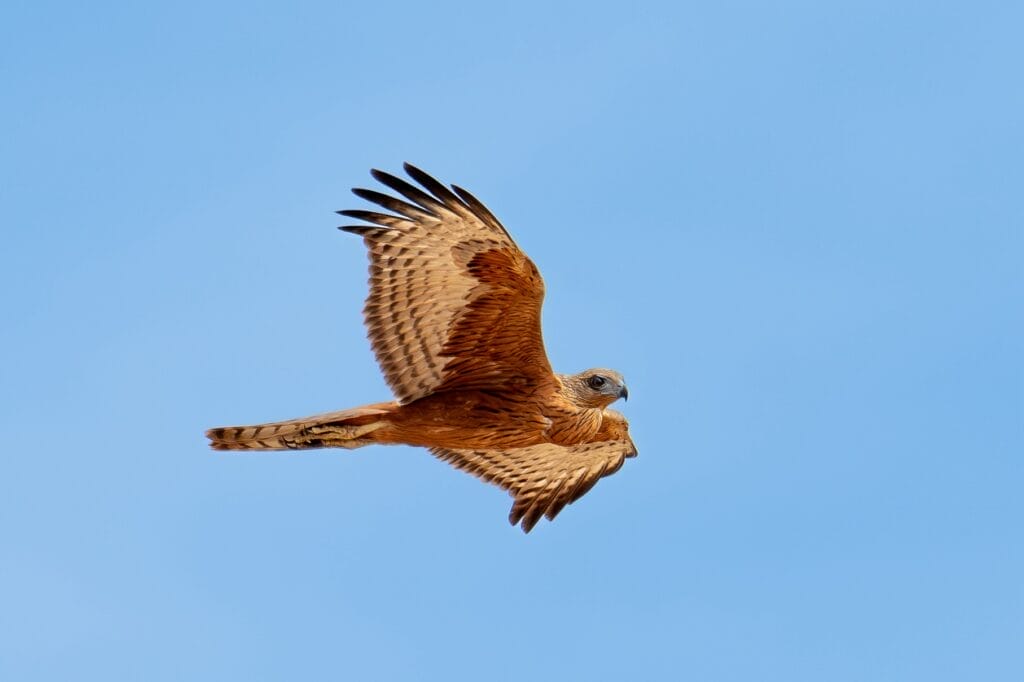 Red Goshawk in flight at Newhaven Wildlife Sanctuary NT | Image by Tim Henderson AWC 