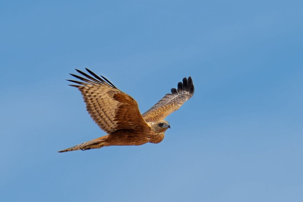 Red Goshawk in flight at Newhaven Wildlife Sanctuary NT Tim Henderson AWC 1