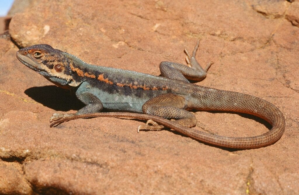 Barrier Range Dragon, new nsw national park