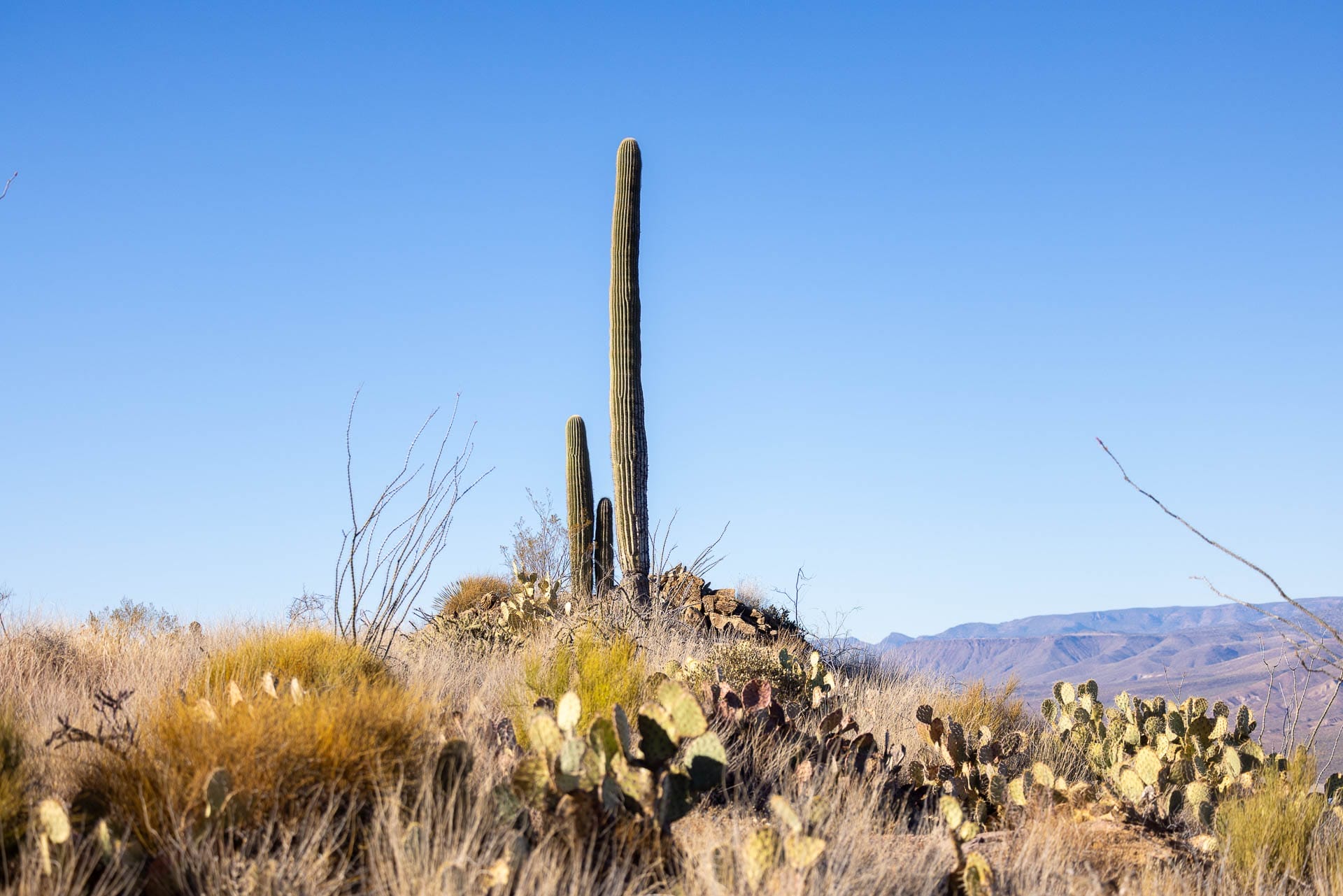 Salt River, Arizona, photo by Jess bonde, ari001, cactus
