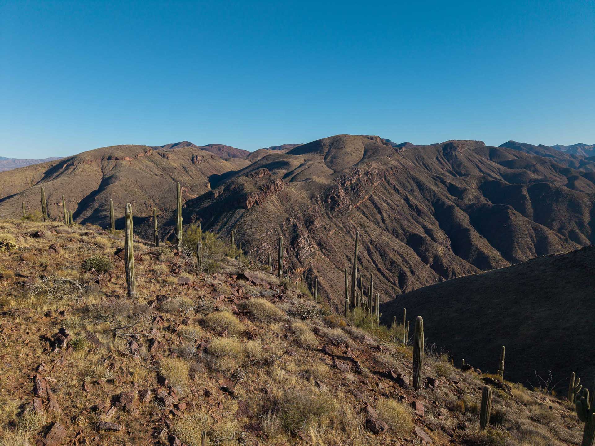 Salt River, Arizona, photo by Jess bonde, ari001, cactus