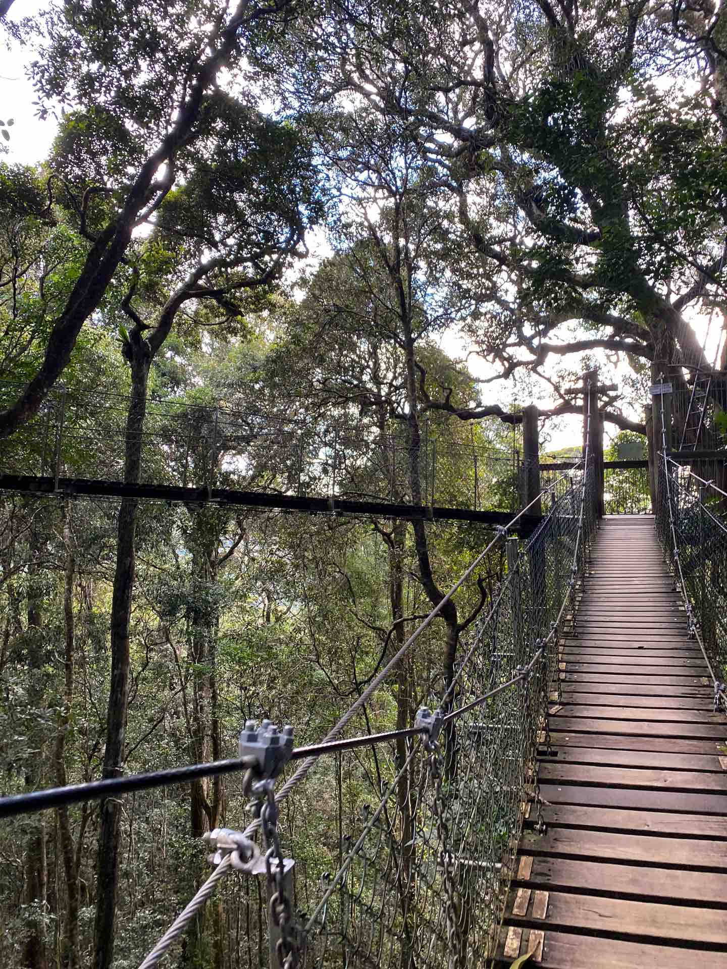 5 South East QLD Road Trips Your Weekends Will Thank You For, Alex Mitcheson, The Bottle-O, Lamington National Park, Queensland, O'Reilly's Rainforest Retreat, treetop walk, boardwalk