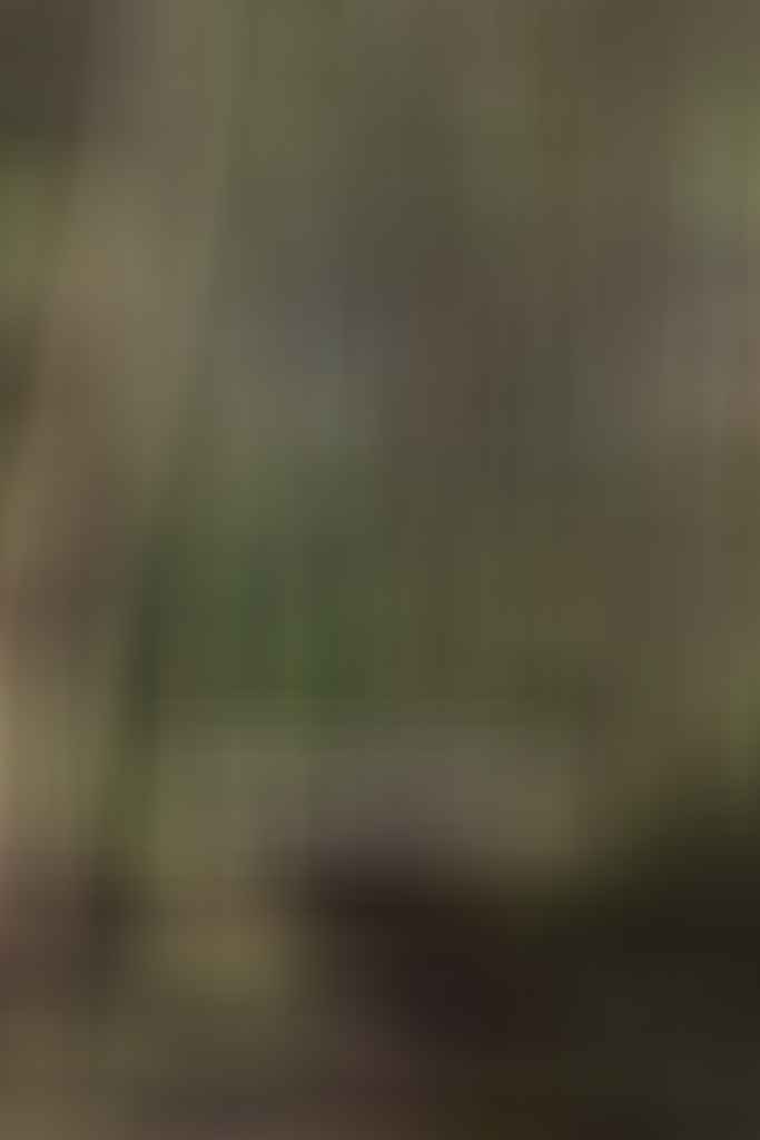 The Munjip Trail is NSW South Coast’s Freshest Hike & I Was One of the First to Walk It, Jon Harris, Eurobodalla Shire Council, Grandfathers Gully, forest, trees