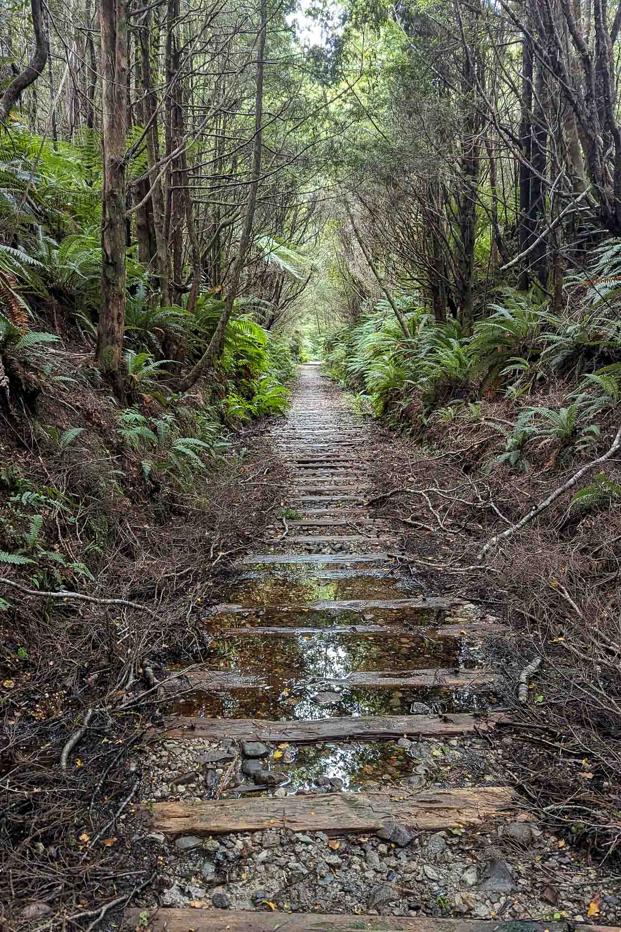 Day two muddy tramline walking, Sunset above Okaka Lodge, View from Stag Point, Hump Ridge Track 3-day Hike, Claire Brack, South Island, New Zealand, Great Walk