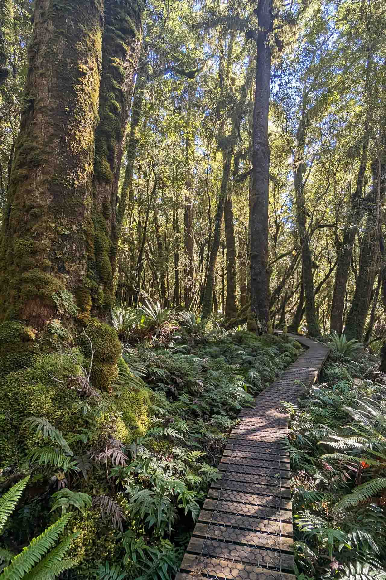Beautiful forested boardwalk-ed sections, View from Stag Point, Hump Ridge Track 3-day Hike, Claire Brack, South Island, New Zealand, Great Walk