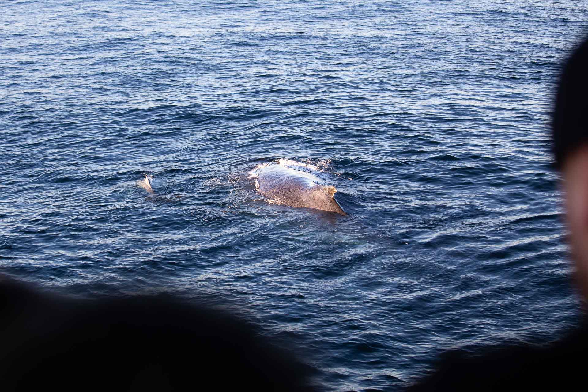 A humpback mother and newborn calf come up to the boat,6 Things I Learnt on a Gold Coast Whale Watching Tour, Casey Fung, Destination Gold Coast, sea world whale watching, queensland