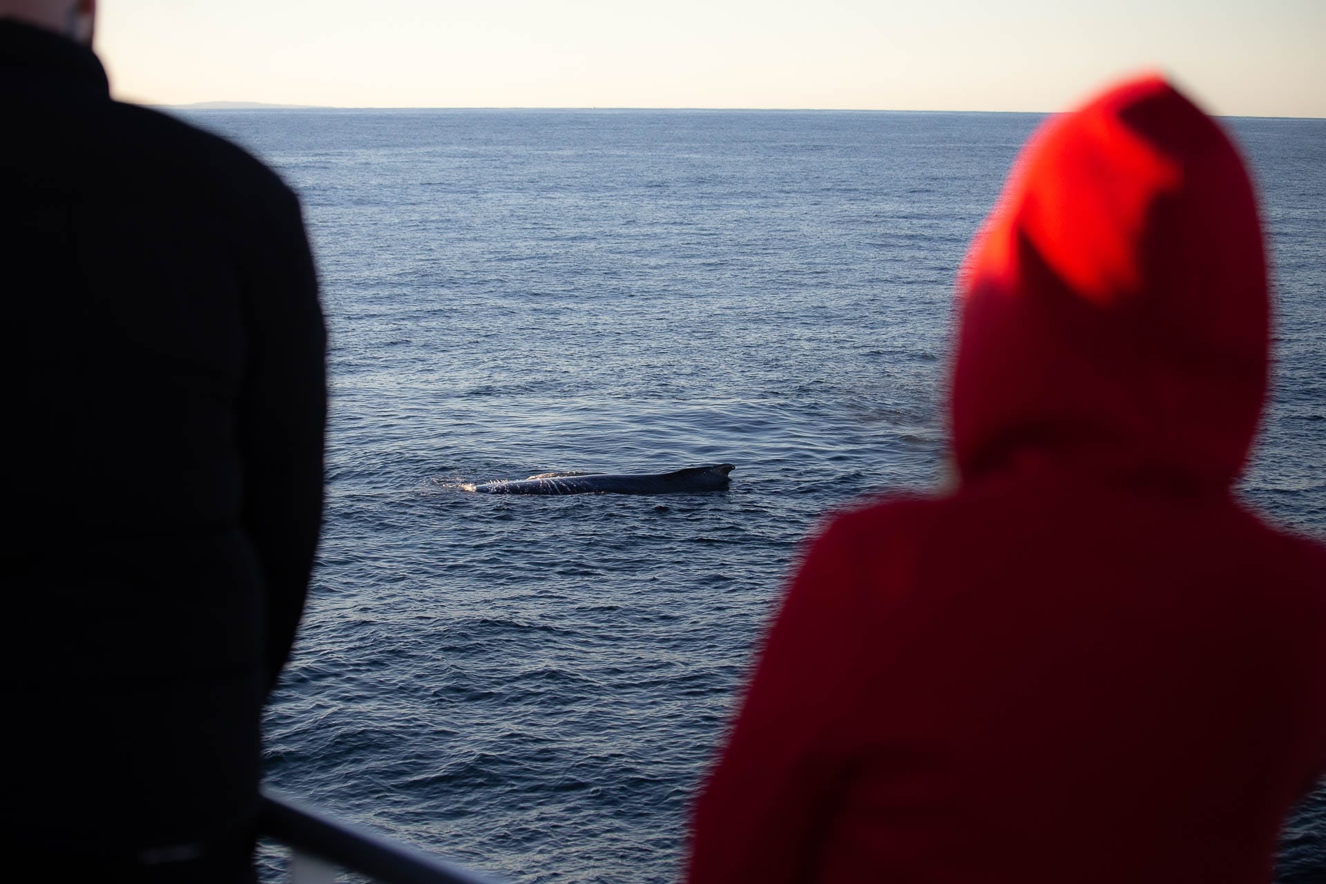 Humpback mother from deck (calf below), 6 Things I Learnt on a Gold Coast Whale Watching Tour, Casey Fung, Destination Gold Coast, sea world whale watching, queensland