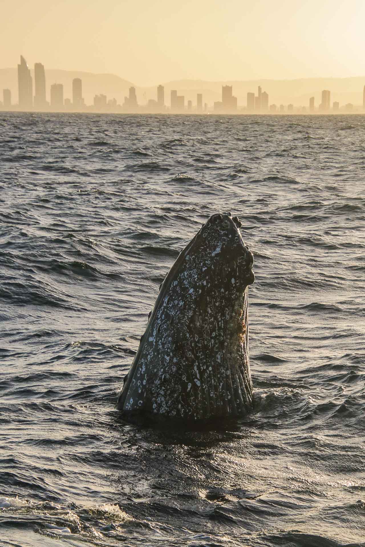 6 Things I Learnt on a Gold Coast Whale Watching Tour, Destination Gold Coast, sea world whale watching, queensland