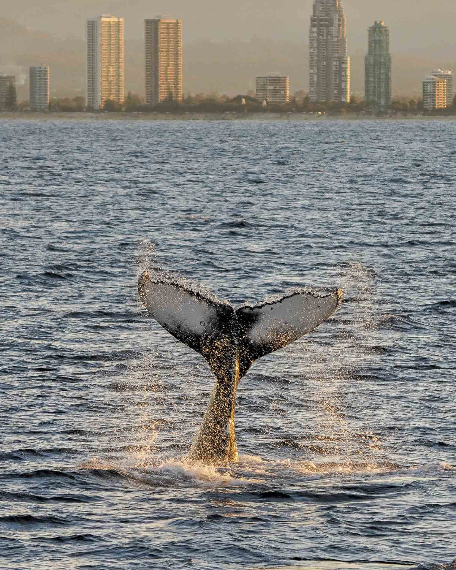 6 Things I Learnt on a Gold Coast Whale Watching Tour, Destination Gold Coast, sea world whale watching, queensland, tail