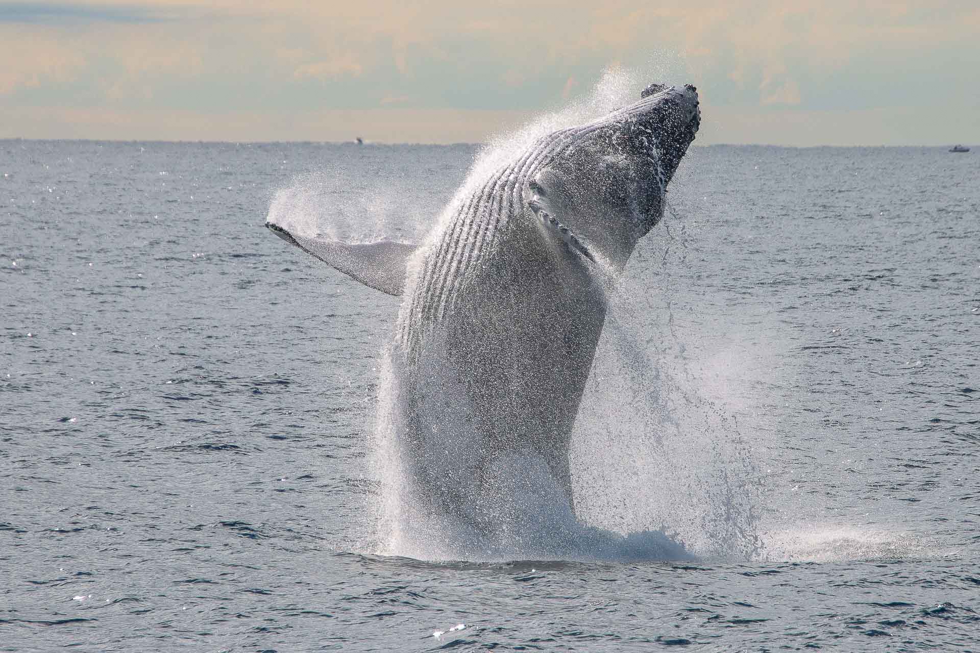 6 Things I Learnt on a Gold Coast Whale Watching Tour, Destination Gold Coast, sea world whale watching, queensland, humpback whale breach