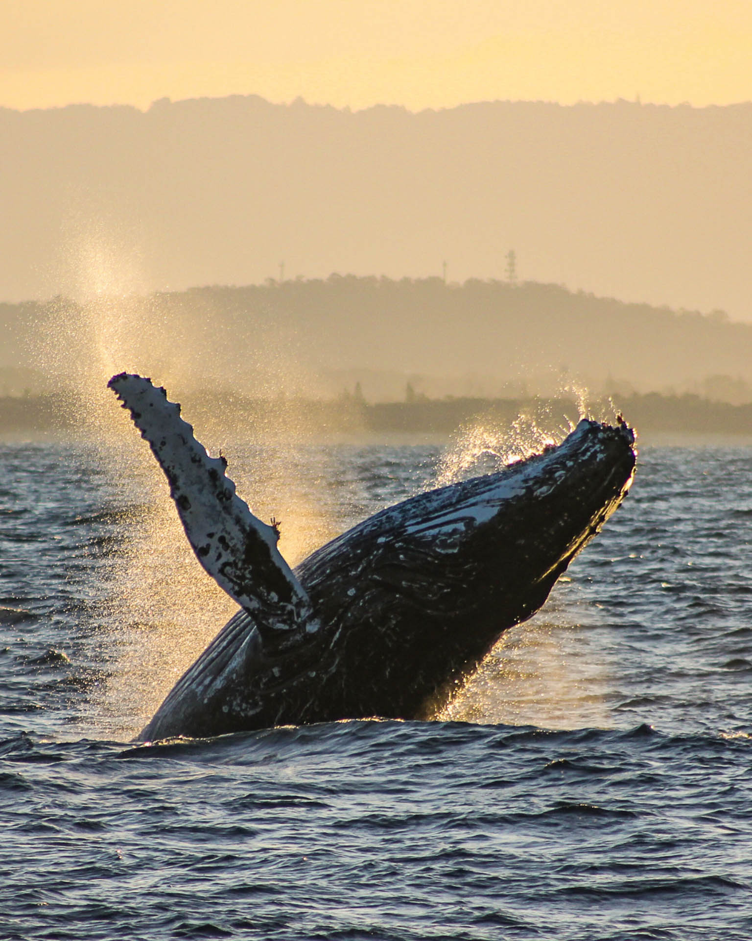 6 Things I Learnt on a Gold Coast Whale Watching Tour, Destination Gold Coast, sea world whale watching, queensland, humpback whale breach