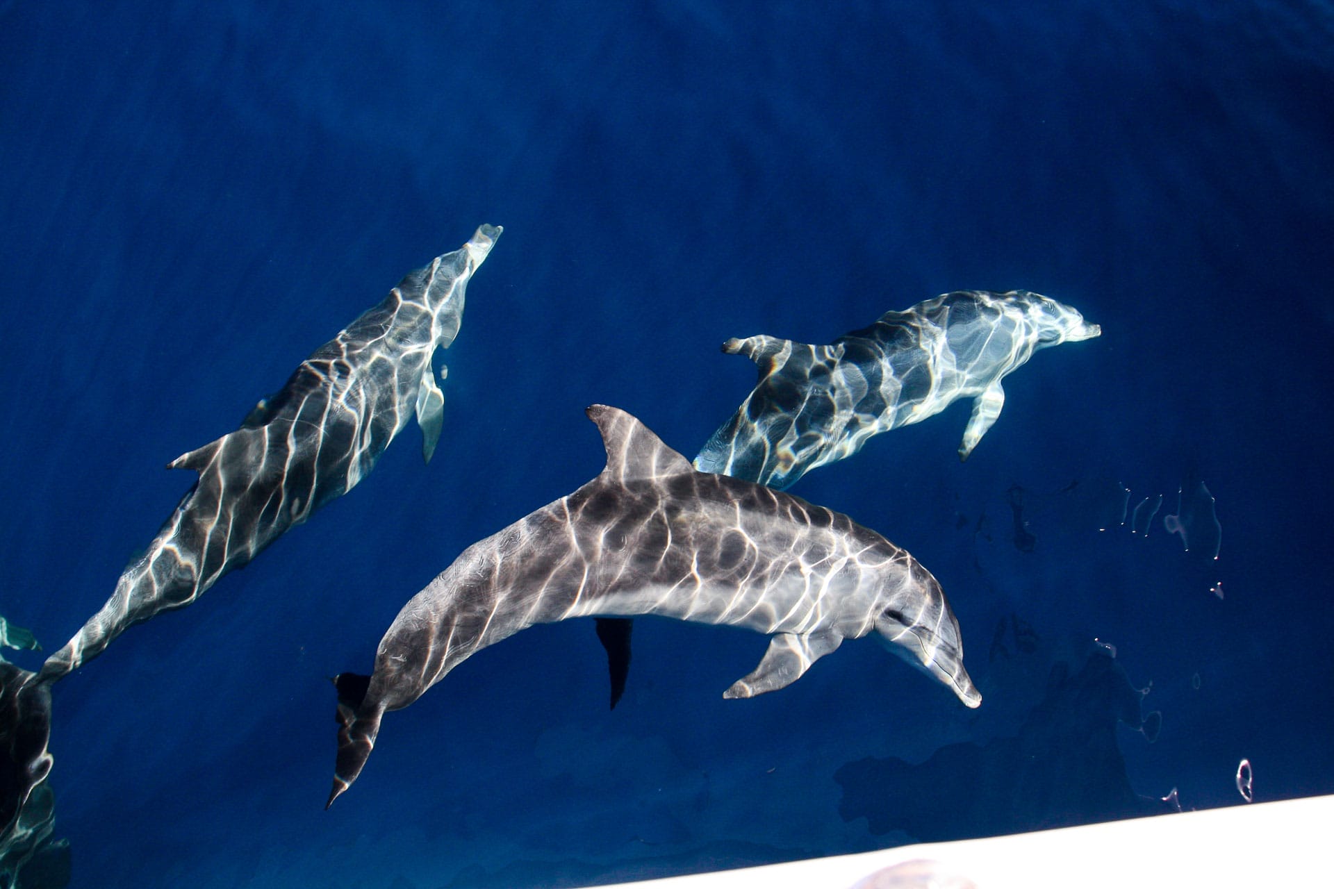 6 Things I Learnt on a Gold Coast Whale Watching Tour, Destination Gold Coast, sea world whale watching, queensland, dolphins