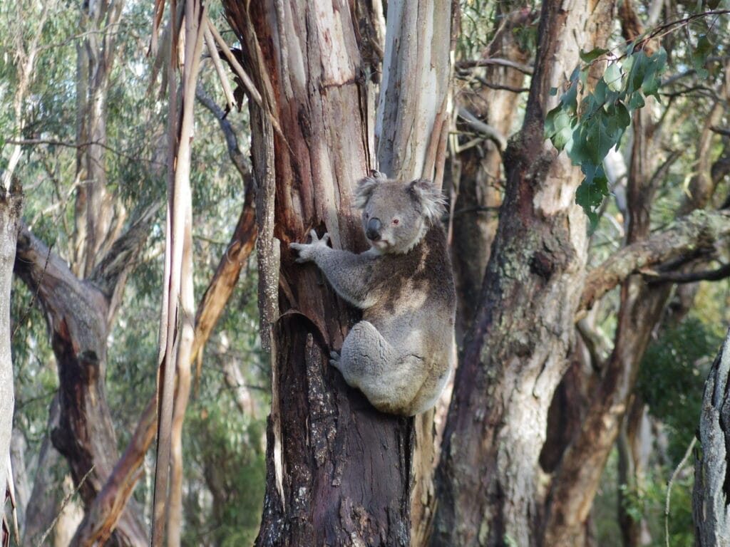 Koala habitat
