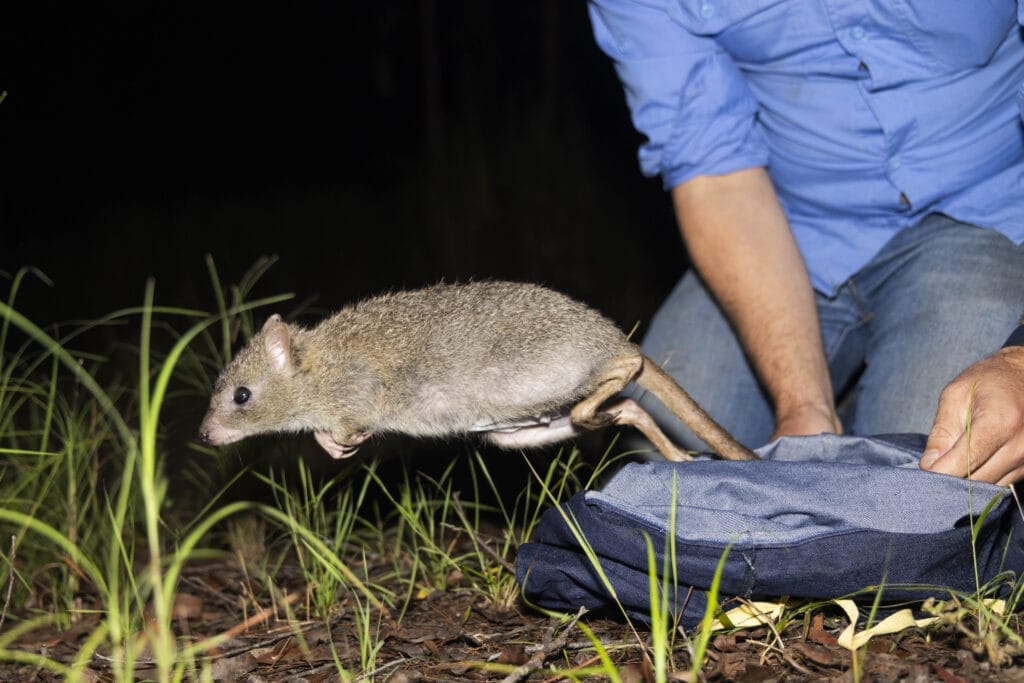 Northern Bettong leaps from bag.