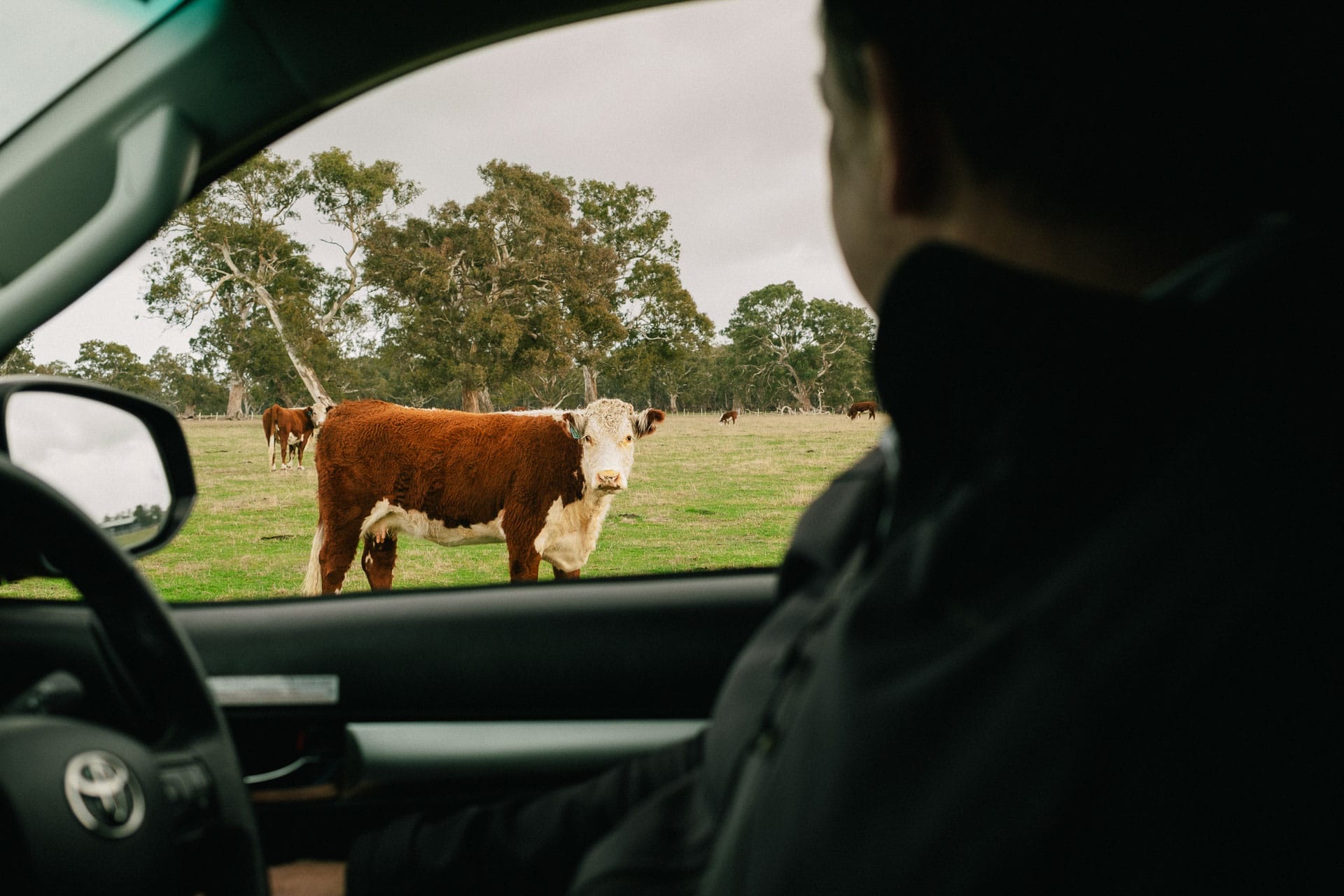 True Crime & Trail Runs Looks A Little Different for Mark James, photo by Jack Brookes, Victoria Police, Mark James, cow