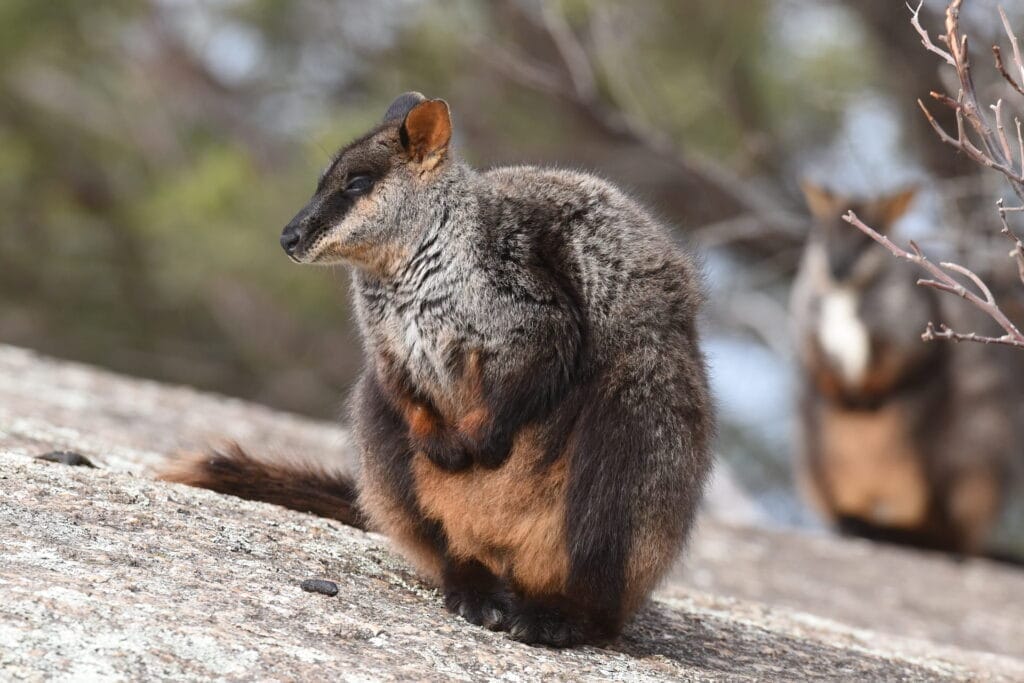 Brush-tailed rock wallaby transportation