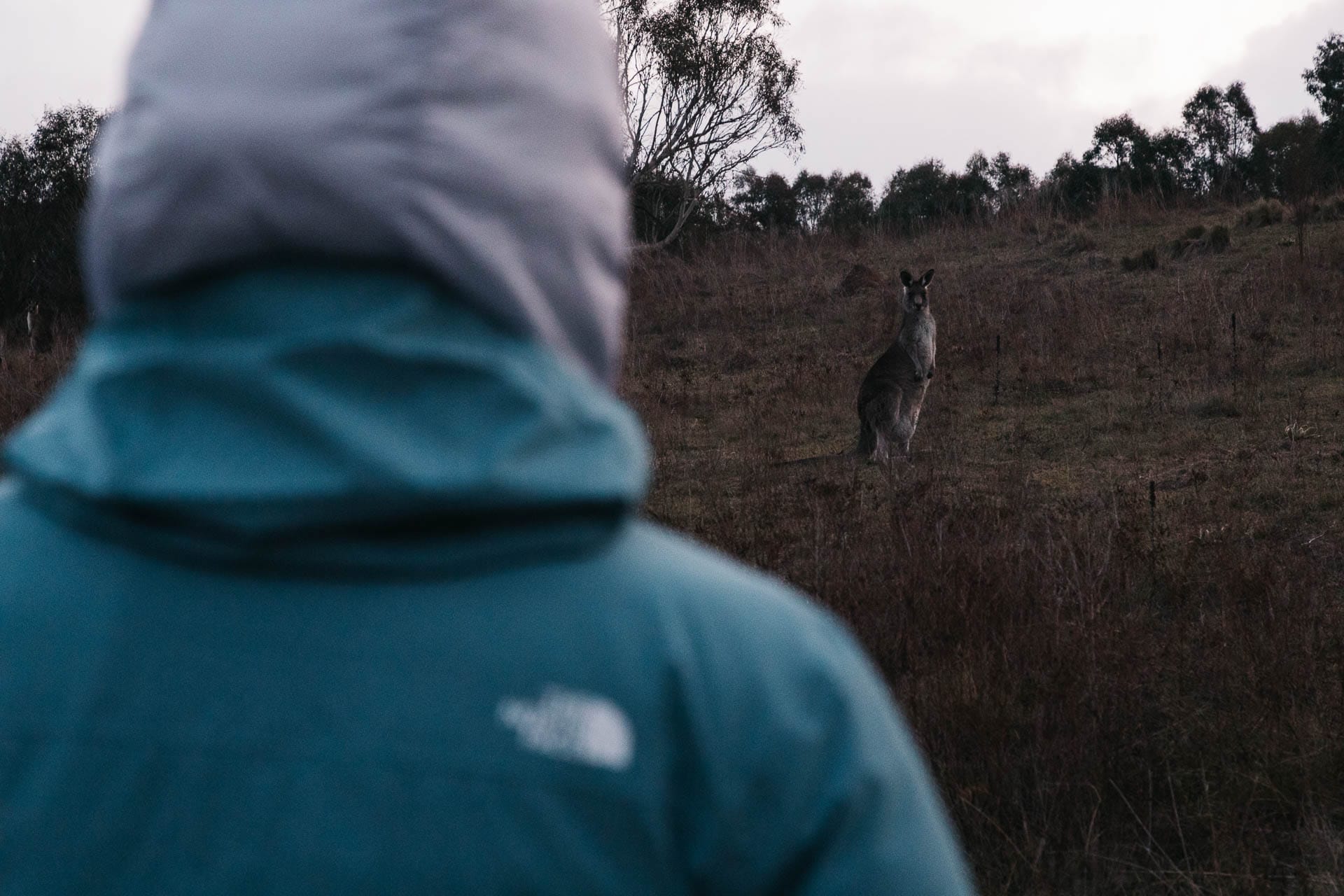 Winter Layering for the Outdoors – Our Layer-by-Layer Guide, photo by Matt Wiseman, Model Rachel Holland, NSW, Kosciuszko, snowy mountains, kangaroo