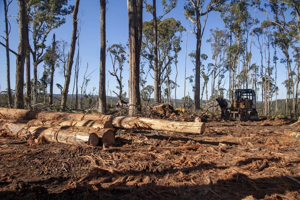 Logging Wombat State Forest