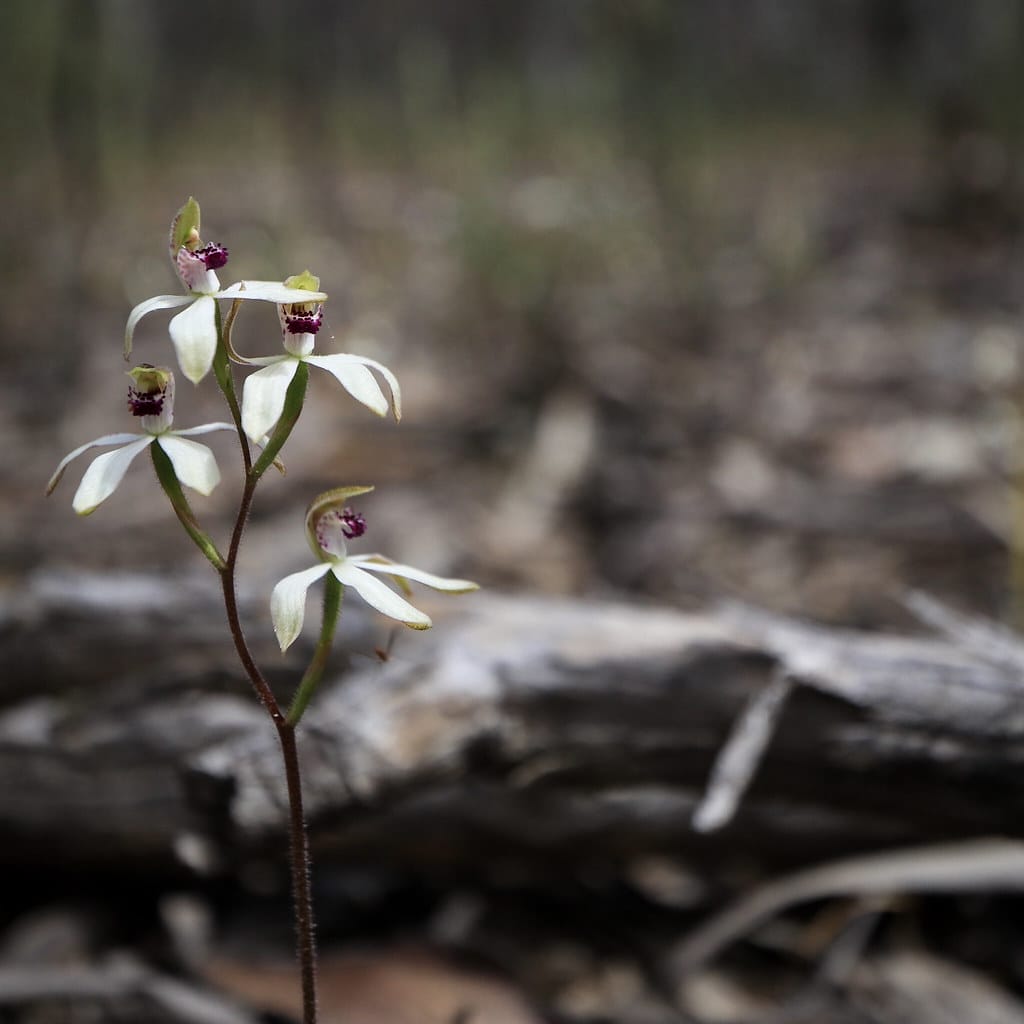 Pyrenees Wildflower Victoria