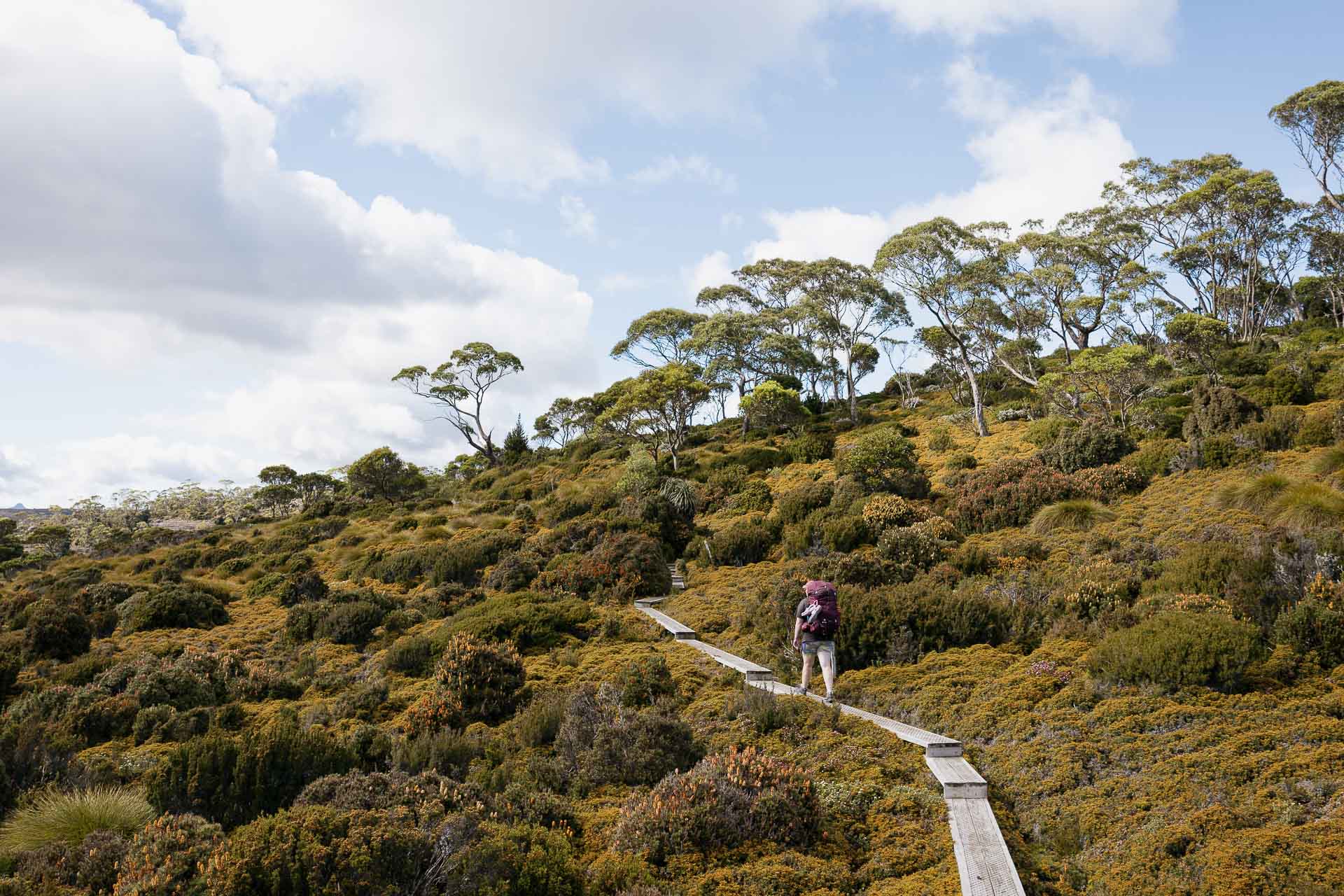 overland track, tim ashelford, hiking, tasmania