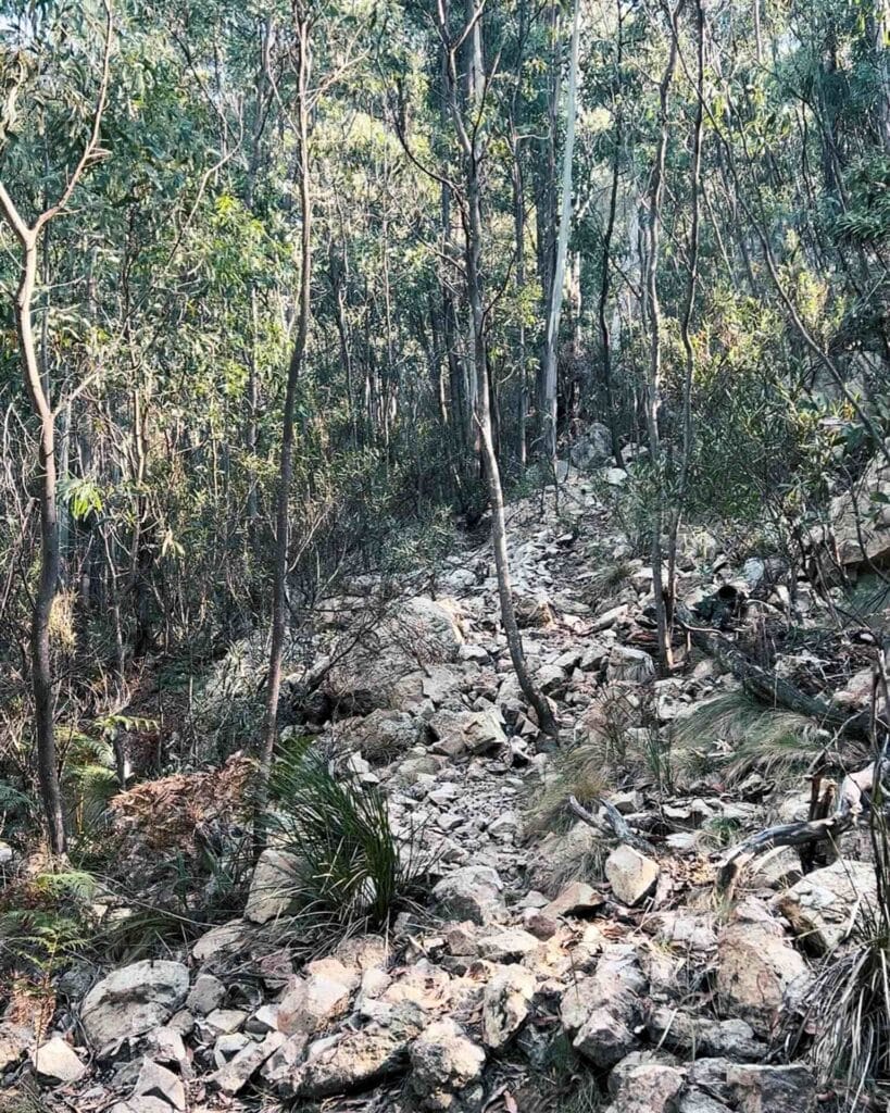 Snowy Corner Track, Mindjagari Track Network, Tidbinbilla Nature Reserve, ACT, steep rocky path, eucalyptus forest, hiking trail, advanced bushwalking, rock scramble