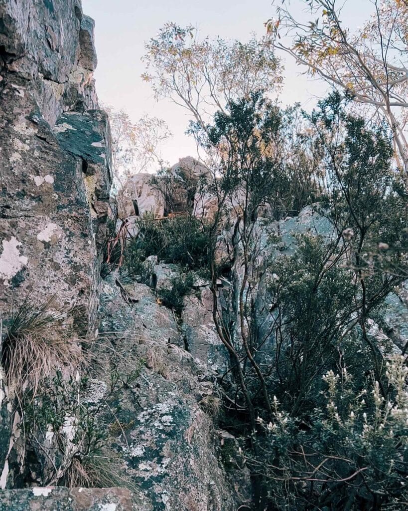 The Pimple junction, Mindjagari Track Network, Tidbinbilla Nature Reserve, ACT, rocky terrain, dense bush, steep path, advanced hiking