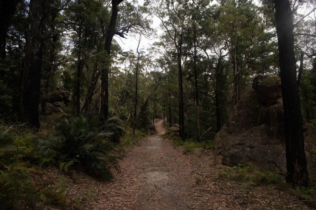 Attack of the Buns Bikepacking Route, Mattie J Gould, forest trail, rocky path, Australian bush, dense trees, Budawangs, Morton National Park, NSW, wilderness hiking, dirt track