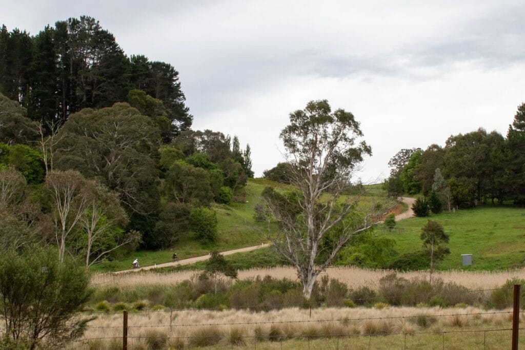 Attack of the Buns bikepacking route, by Mattie J Gould, cyclists, gravel road, hilly landscape, eucalyptus trees, country NSW